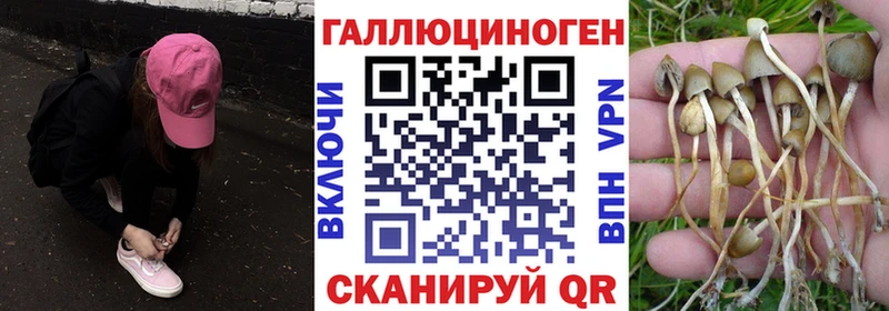 сколько стоит  Старый Крым  Псилоцибиновые грибы MAGIC MUSHROOMS 